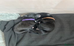 Cane Corso dogs for sale: Yuki & Aries Cane Corso Puppies  - Image 14