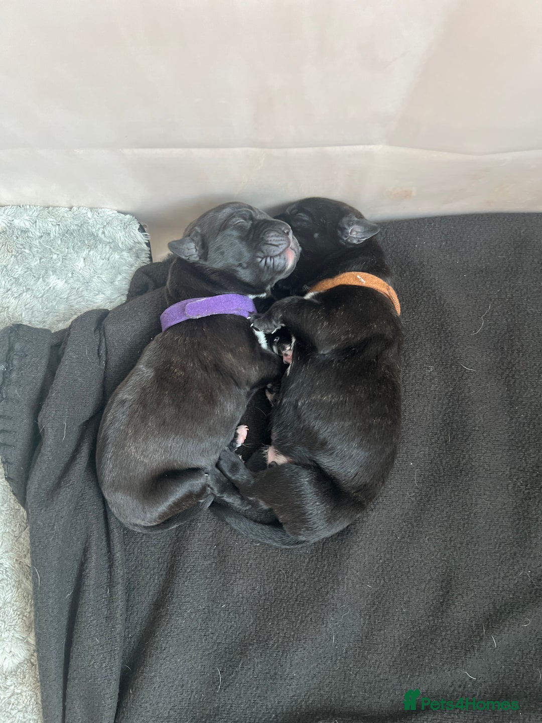 Cane Corso dogs for sale: Yuki & Aries Cane Corso Puppies  - Image 14