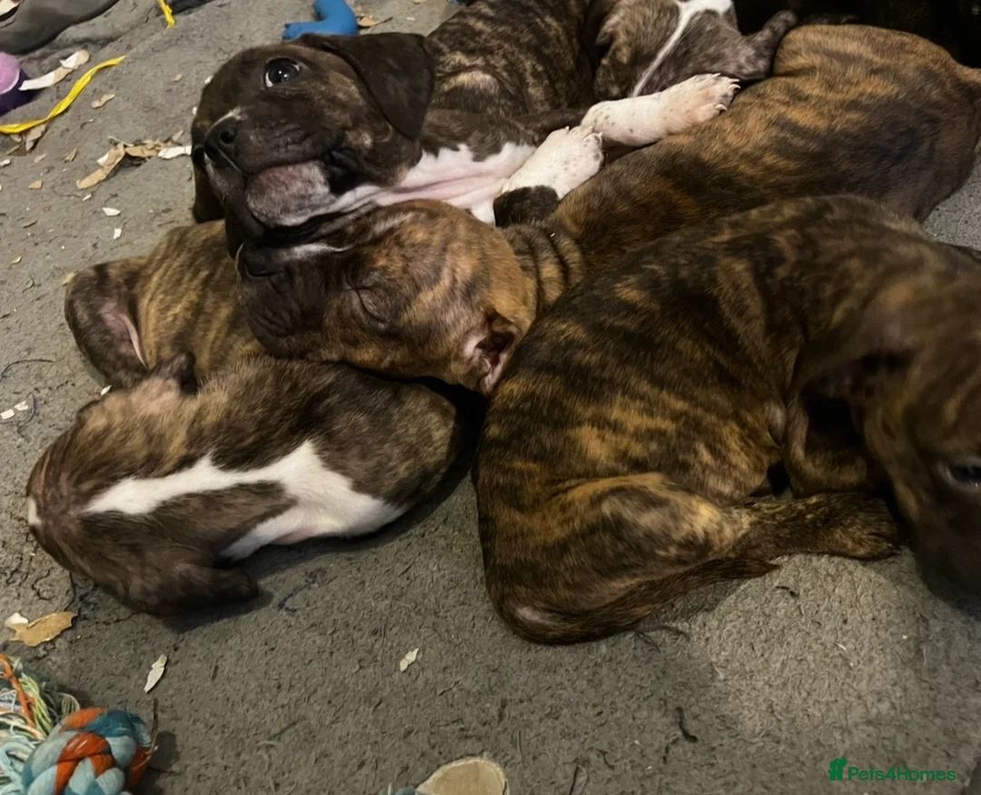 Mixed Breed dogs for sale: Blue Staffy x Boerboel – Ready for a Home - Advert 17