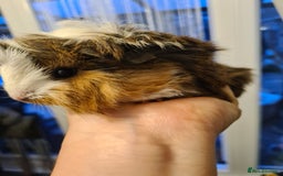 Guinea Pig rodents for sale: Purebred Peruvian baby girl  - Image 7
