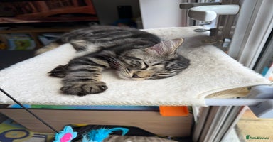 Maine Coon cats - Advert 2