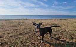 Mixed Breed dogs for sale: Brie is looking for active dog free home  - Image 4