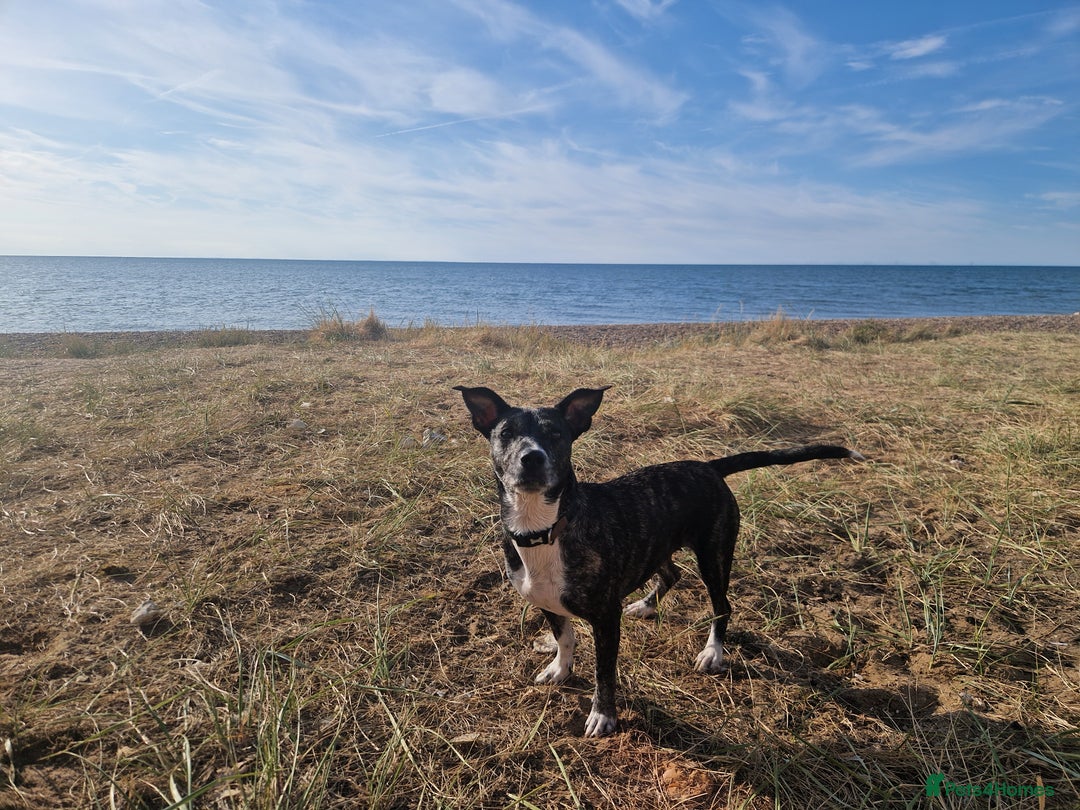 Mixed Breed dogs for sale: Brie is looking for active dog free home  - Image 4