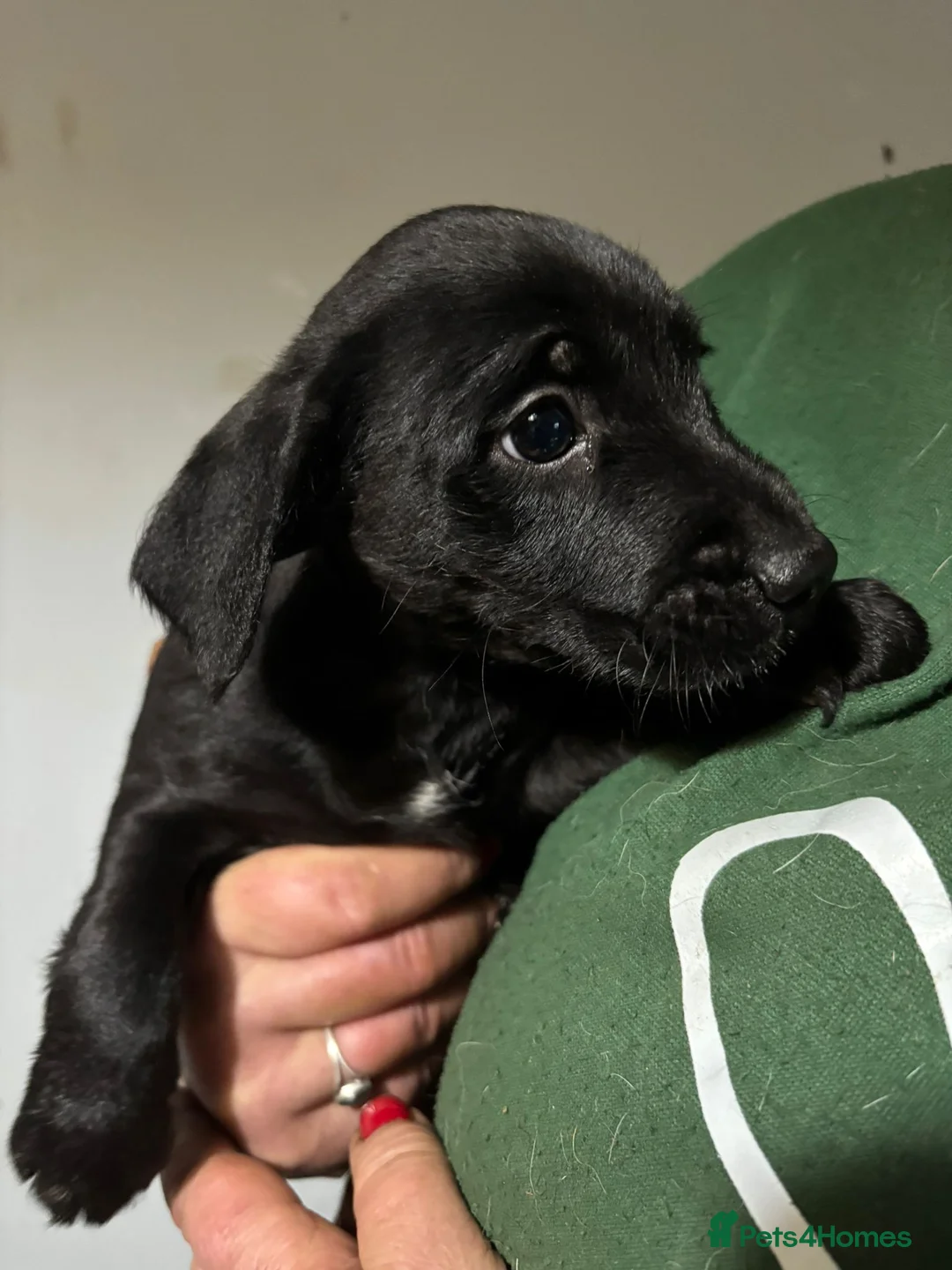 Jackapoo dogs for sale: Adorable Jackapoo Puppies  - Advert 7