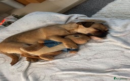 Jug dogs for stud: Archie  - Image 12