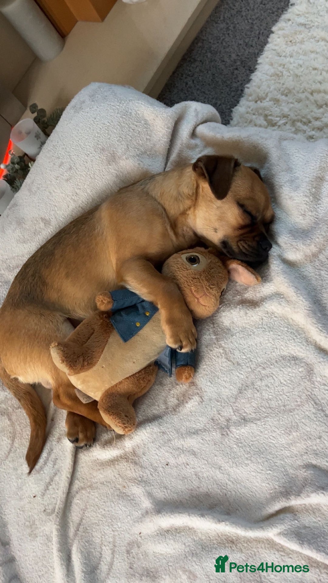 Jug dogs for stud: Archie  - Image 12