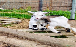 Goats livestock for sale: Pygmy goat kids mixed - Image 2