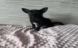 Chihuahua dogs for sale: Chihuahua female - Image 5