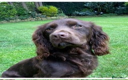 Cocker Spaniel dogs for sale: Outstandingly bred stunning worker cocker spaniels - Image 14