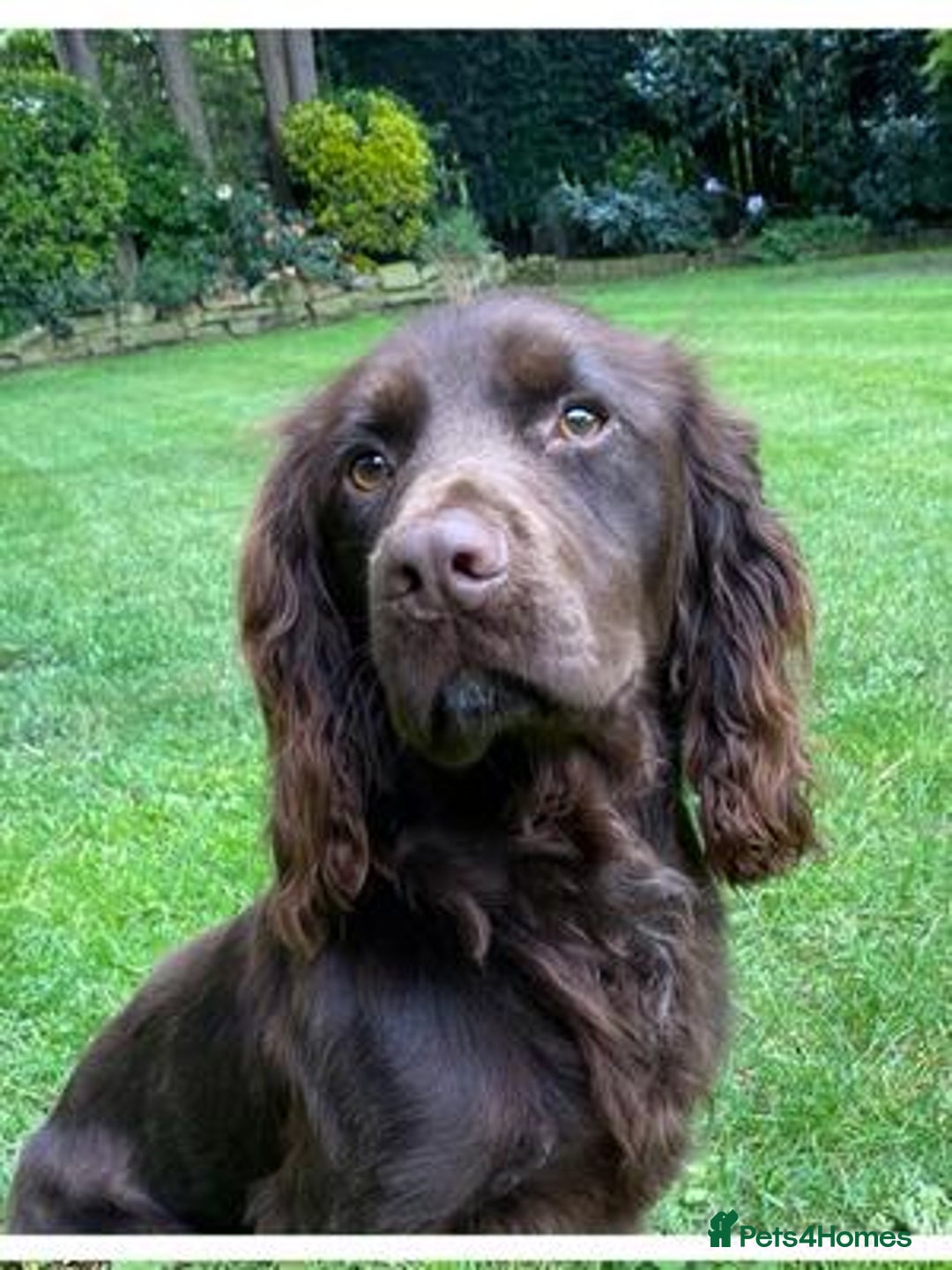 Cocker Spaniel dogs for sale: Outstandingly bred stunning worker cocker spaniels - Image 14