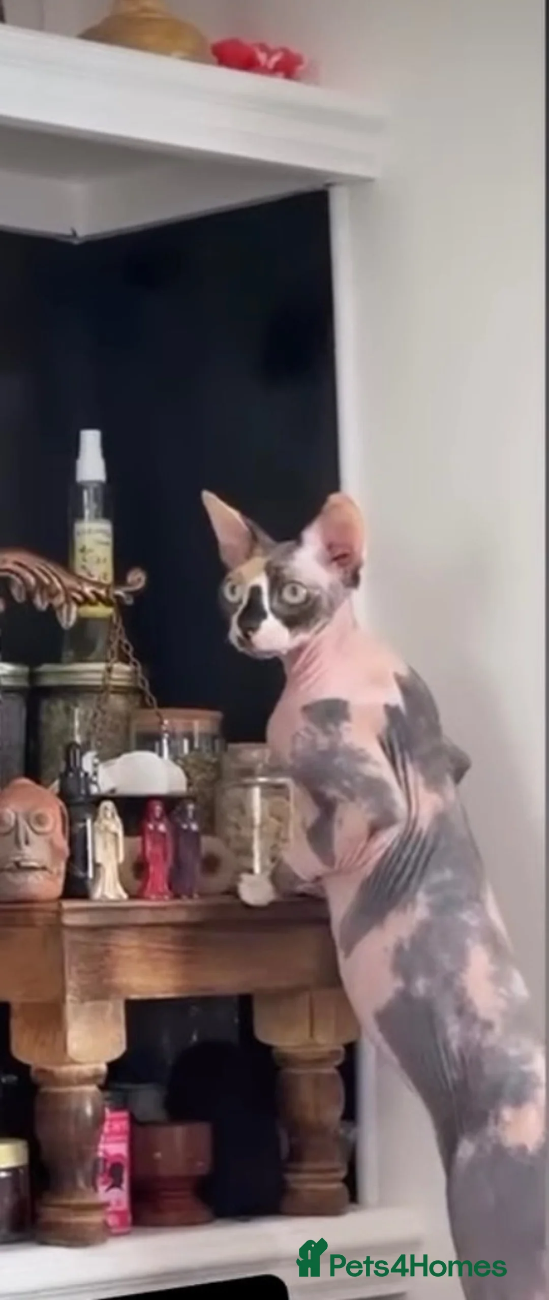 Sphynx cats for sale: 1 year old female sphnx  - Advert 1