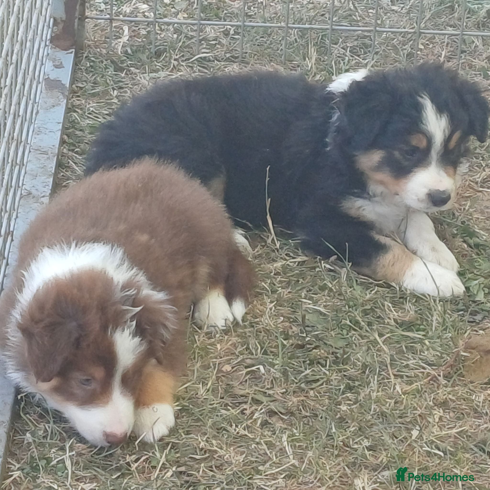 Border Collie dogs Border Collie Puppies Ready August 1st - Advert 2