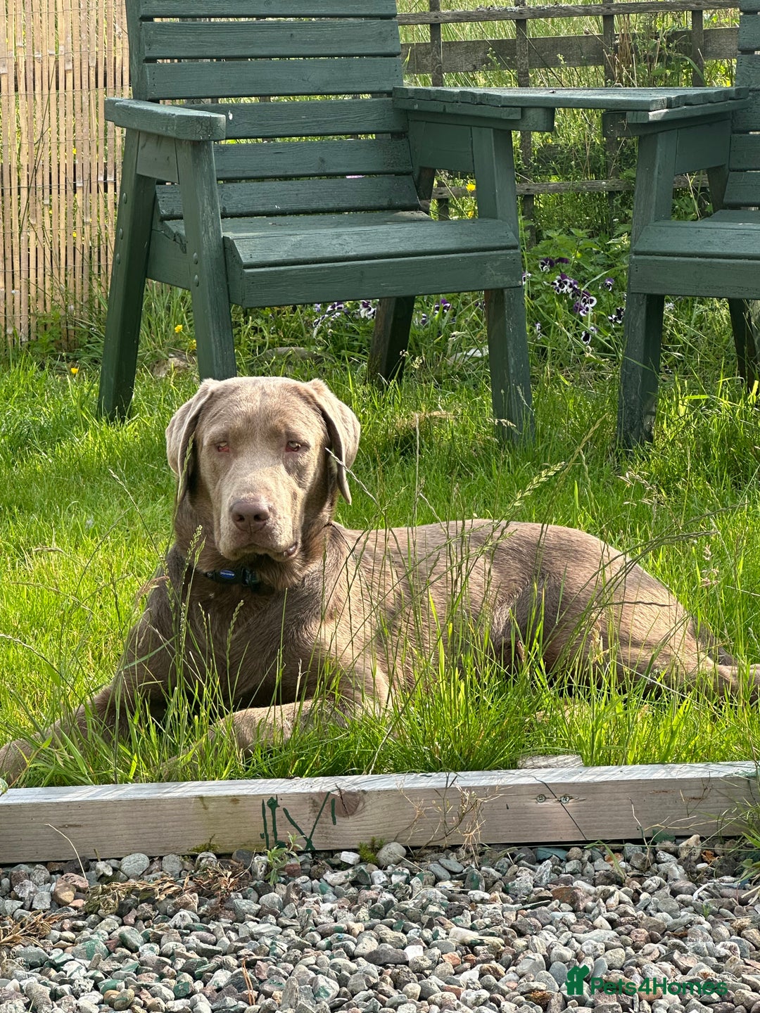 Labrador Retriever dogs for sale: Black Labrador Retriever Puppies - Image 8