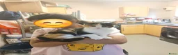 Mixed Breed cats for sale: Mixed breed - Advert 3