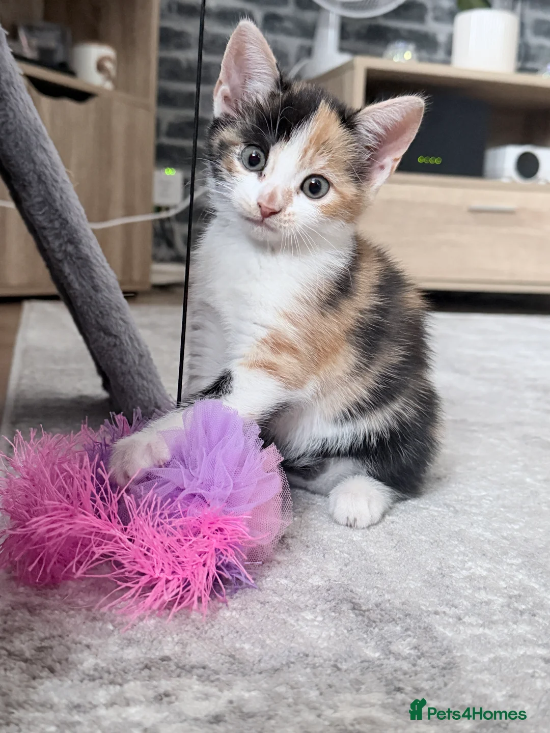 Mixed Breed cats for sale: Tabby Male kitten  - Advert 2