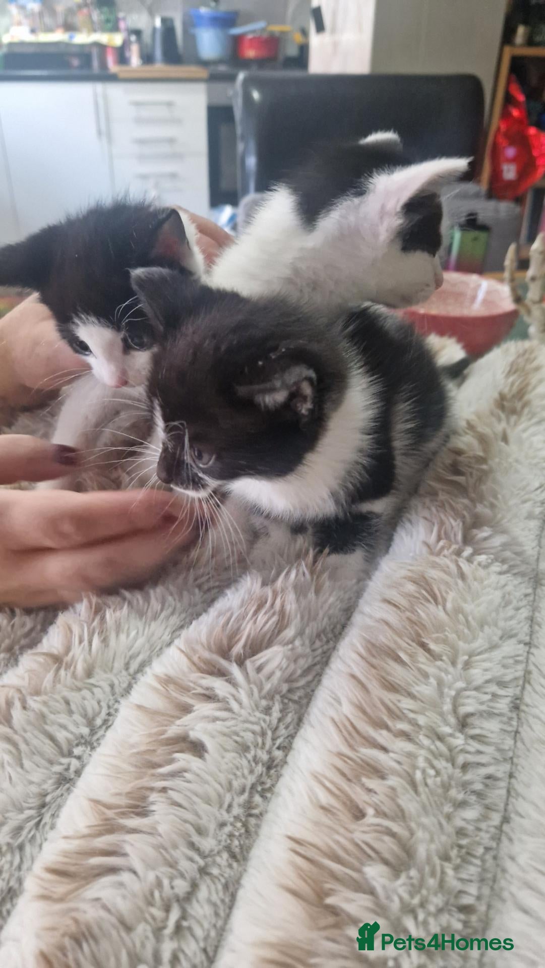 Mixed Breed cats for sale: 2 male kittens for sale - Advert 5