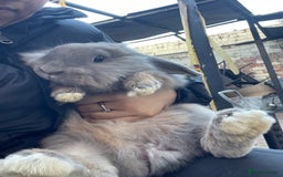 Mini Lion Lop rabbits for sale: Last boy looking for a home  - Image 3