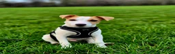 Jack Russell dogs for sale: Milo looking for a new home  in Walsall - Advert 5