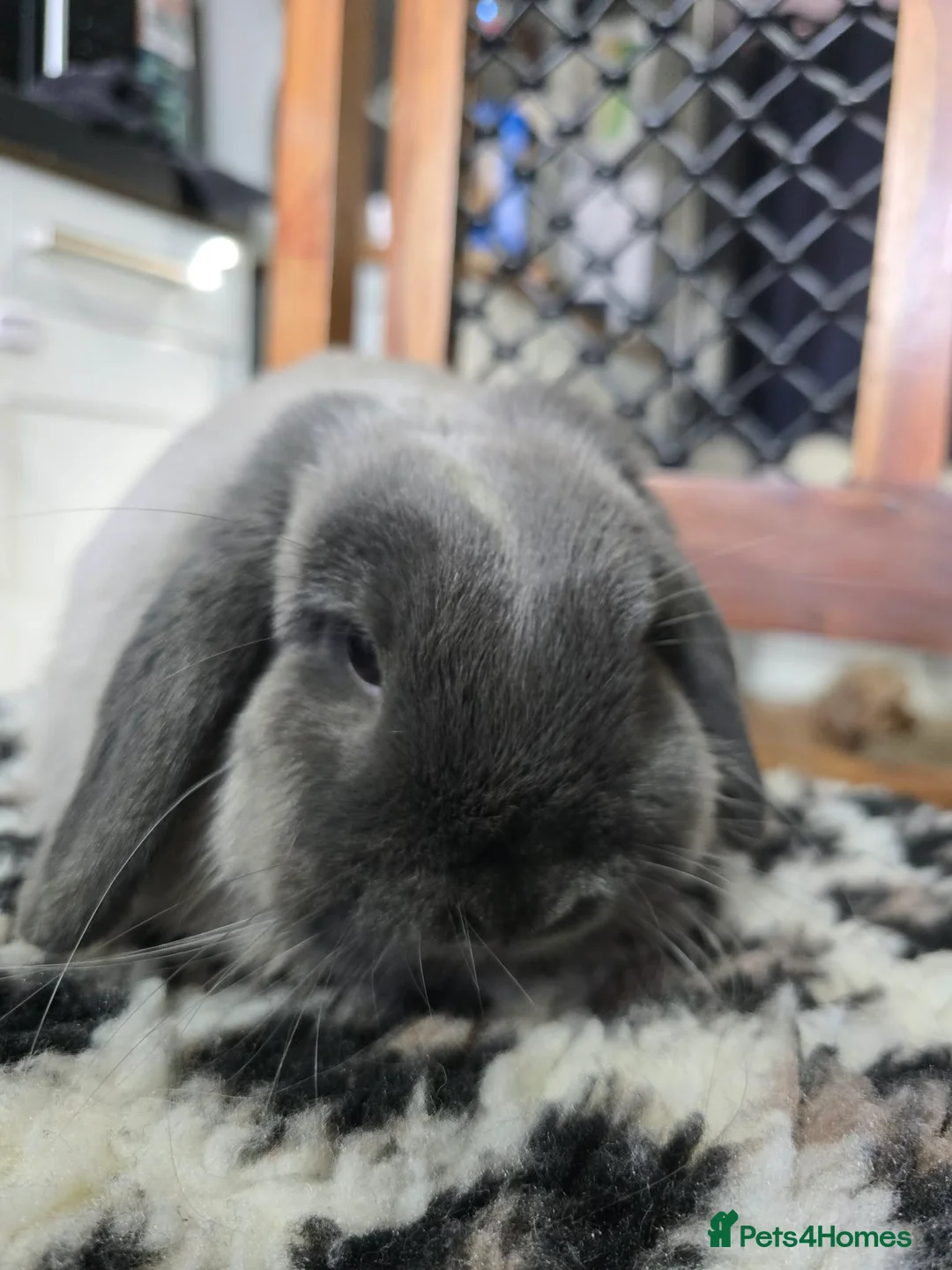 Mini Lop rabbits for sale: Two bunnies looking for thier forever home.   - Advert 14