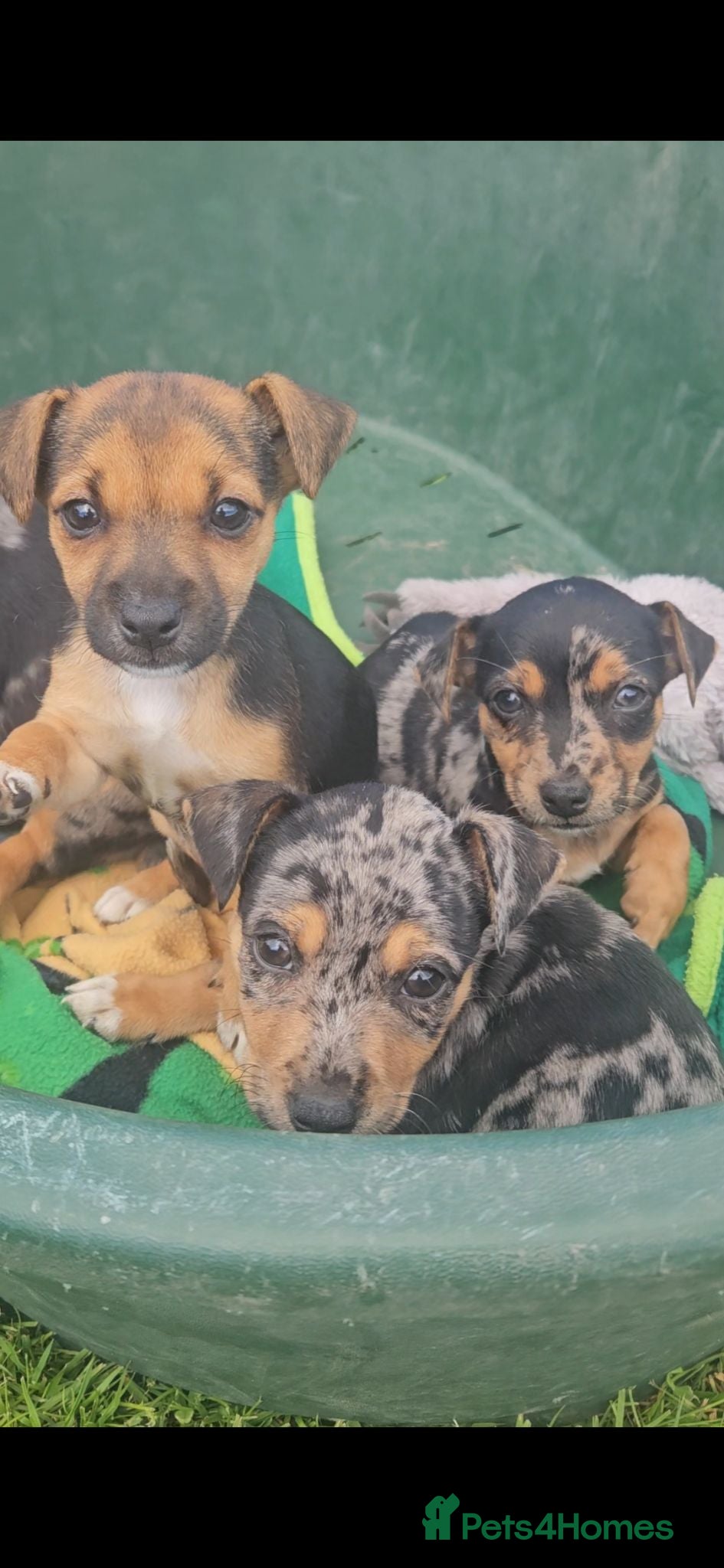 Jack Russell dogs JACK RUSSELL PUPPIES - Advert 2