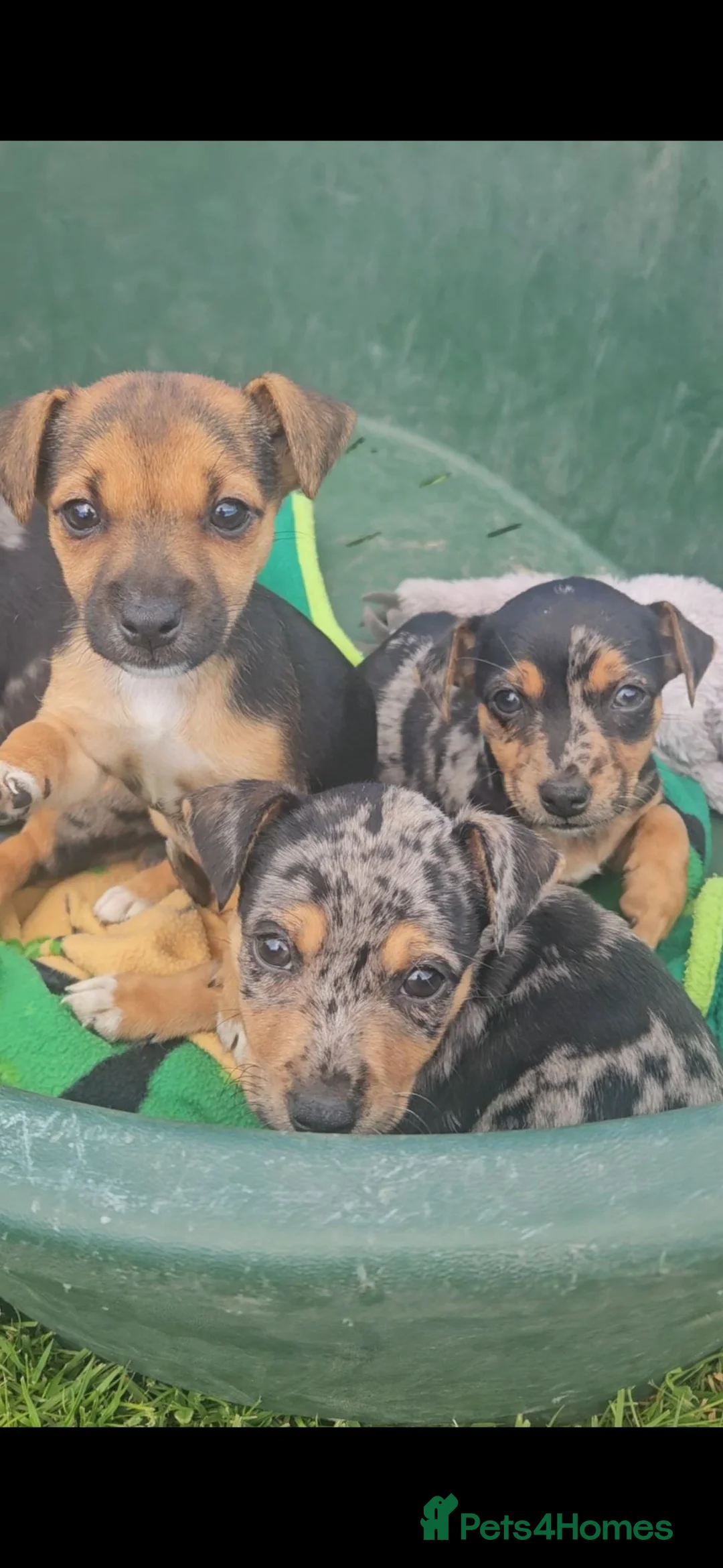 Jack Russell dogs for sale: JACK RUSSELL PUPPIES - Advert 1
