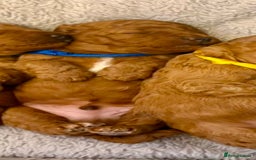 Cockapoo dogs for sale: Beautiful Cockapoo puppies - Image 3