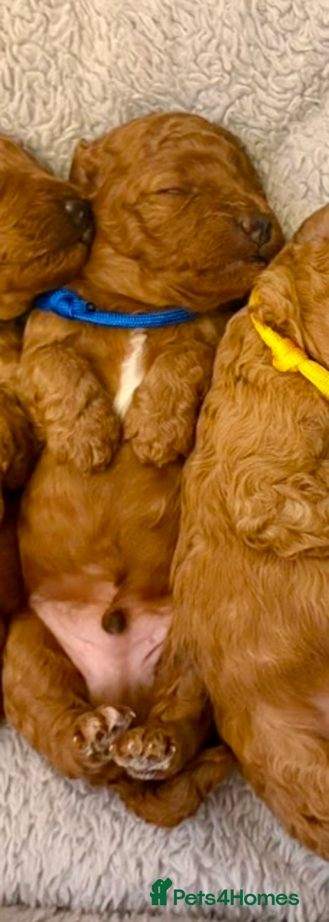 Cockapoo dogs for sale: Beautiful Cockapoo puppies - Image 3