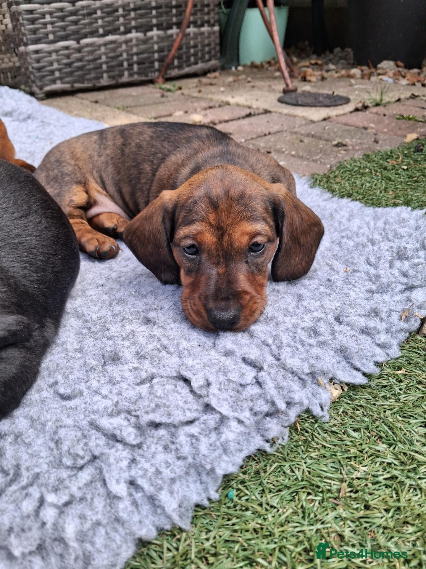 Dachshund dogs Karen - Advert 2
