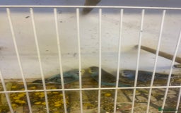 Budgerigars birds for sale: Baby budgies - Image 7