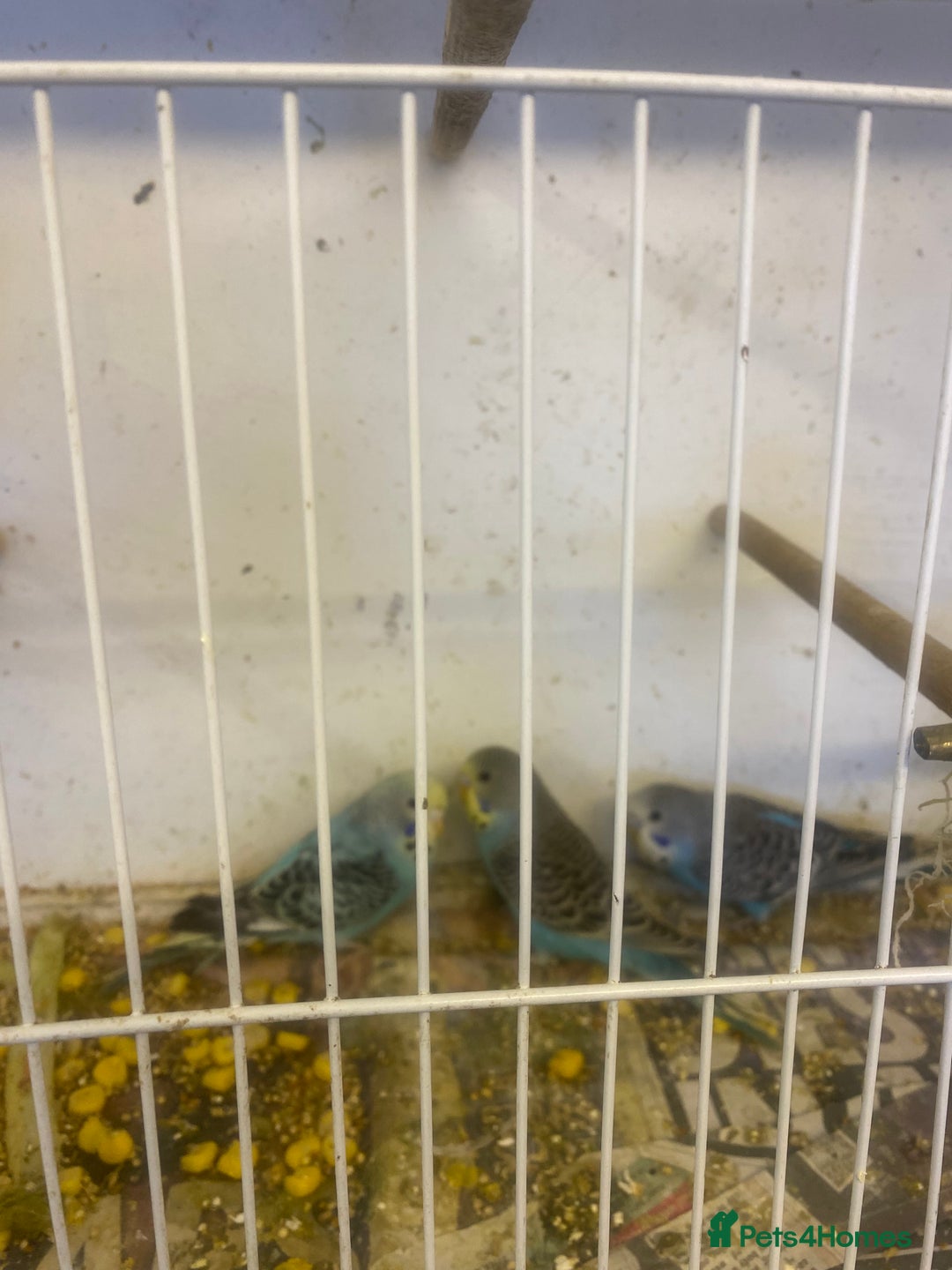 Budgerigars birds for sale: Baby budgies - Image 7