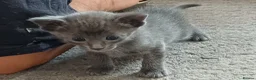 Mixed Breed cats for sale: Siamese X Domestic cat in Cwmbran - Advert 11