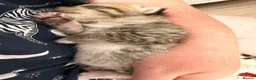 Mixed Breed cats for sale: Beautiful Bengal Cross Maine Coon Babies  in Andover - Advert 15