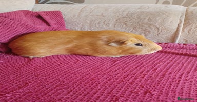 Guinea Pig rodents - Advert 5