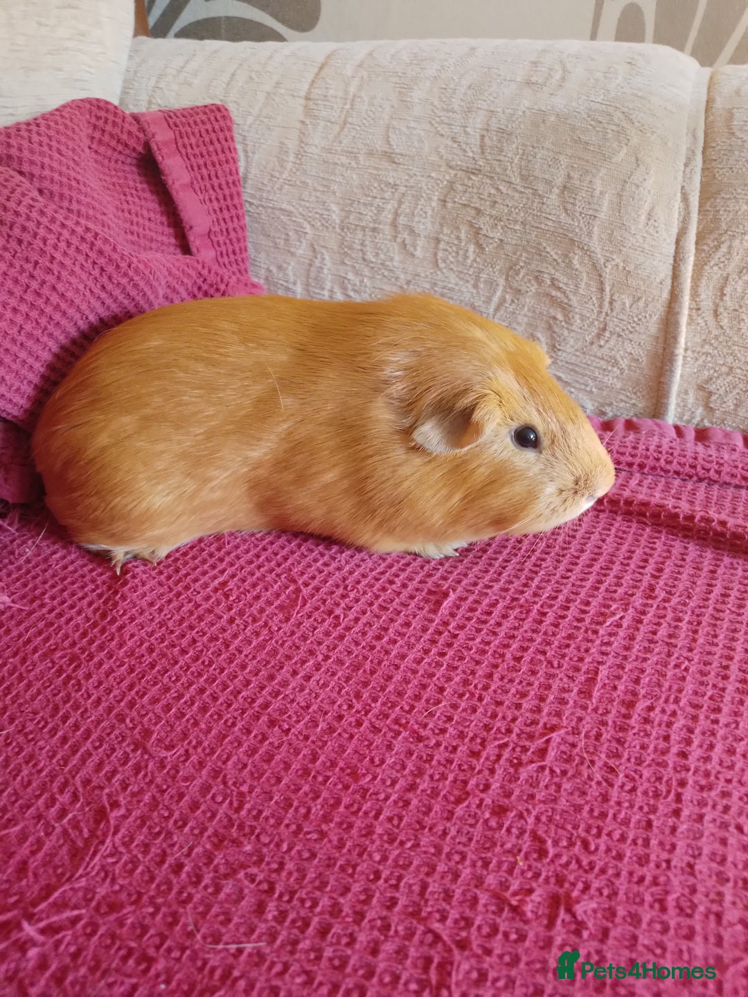 Guinea Pig rodents for sale: Male guinea pig for sale - Image 2