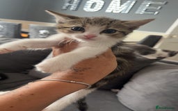 British Shorthair cats for sale: Beautiful British Shorthair Kittens  - Image 6