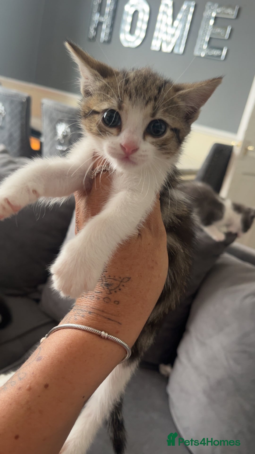 British Shorthair cats for sale: Beautiful British Shorthair Kittens  - Image 6