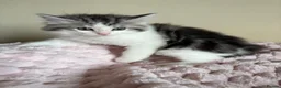 Mixed Breed cats for sale: British Short Hair Cross Ragdoll Kittens  in Selby - Advert 24