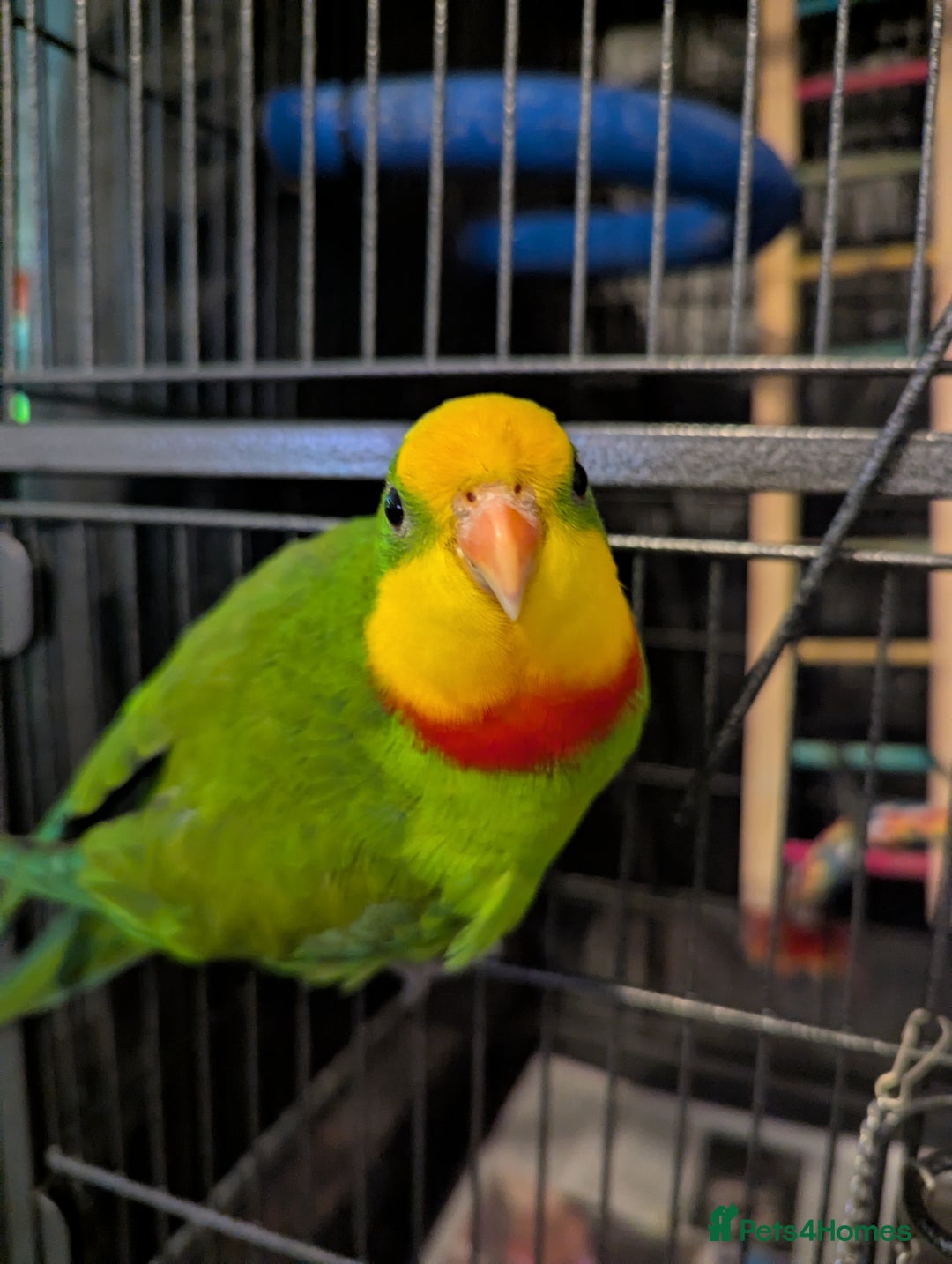 Parakeets birds for sale: Male barraband parakeet - Advert 2