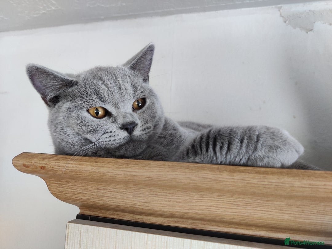 British Shorthair cats for sale: Stunning British Short hair kittens - Image 4