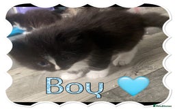 Ragdoll cats for sale: Half ragdoll kittens  - Image 3