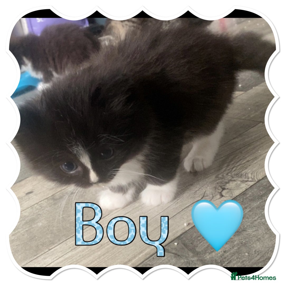 Ragdoll cats for sale: Half ragdoll kittens  - Image 3