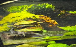 Turtle reptiles for sale: Mississippi Map Turtles - Image 7