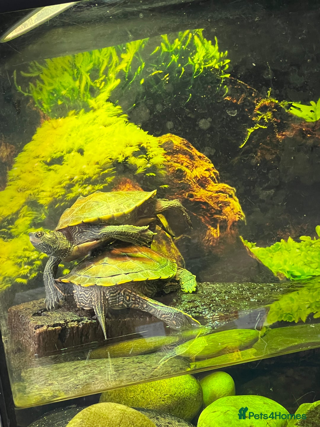 Turtle reptiles for sale: Mississippi Map Turtles - Image 7