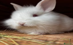 Lionhead rabbits for sale: Beautiful baby bunnies looking for an amazing home - Image 6