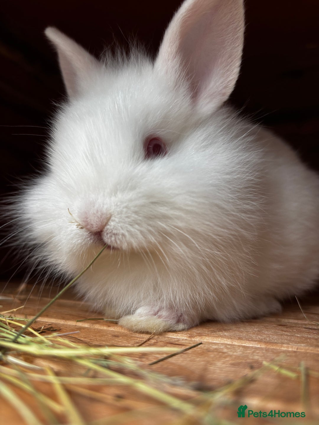 Lionhead rabbits for sale: Beautiful baby bunnies looking for an amazing home - Image 6