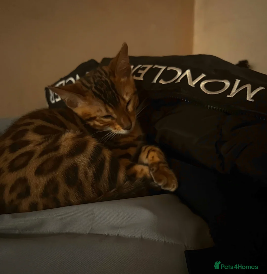 Bengal cats for sale: cuddly kitty for sale :) in Leeds - Advert 1