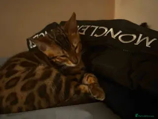 Bengal cats cuddly kitty for sale :) - Advert 9
