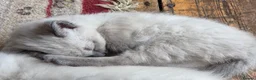 Ragdoll cats for sale: Gorgeous friendly Ragdoll kittens - Advert 22