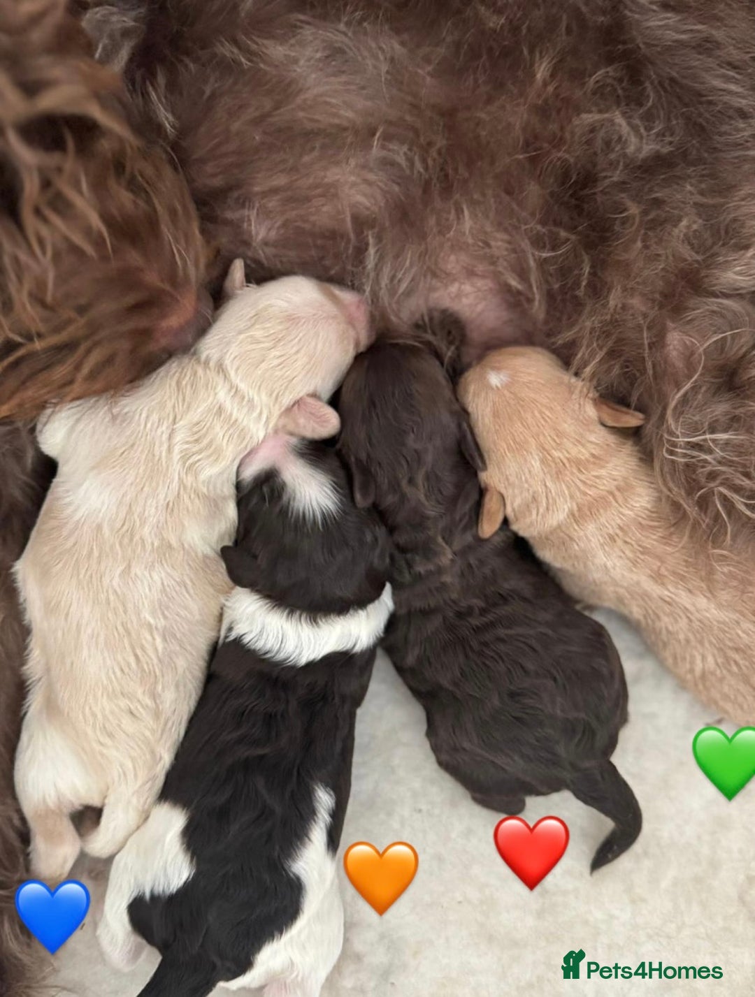 Labradoodle dogs for sale: Miniature Multigen Labradoodle Puppies - Image 7