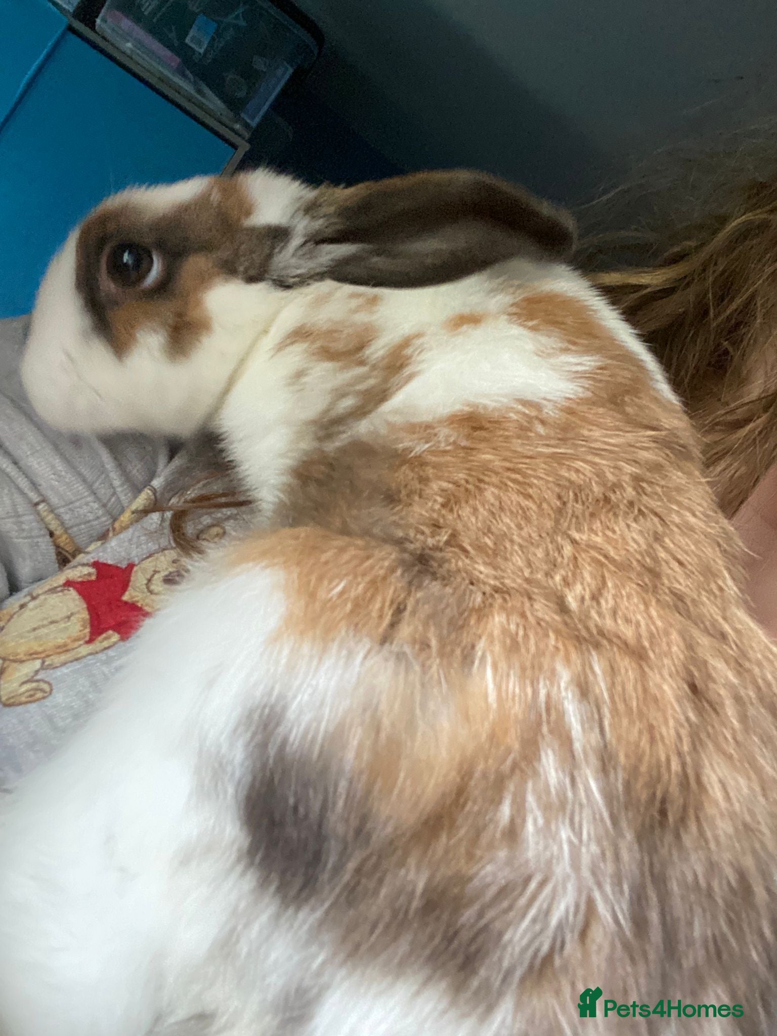 Mixed Breed rabbits for sale: Baby bunny for rehome in Sale - Advert 2